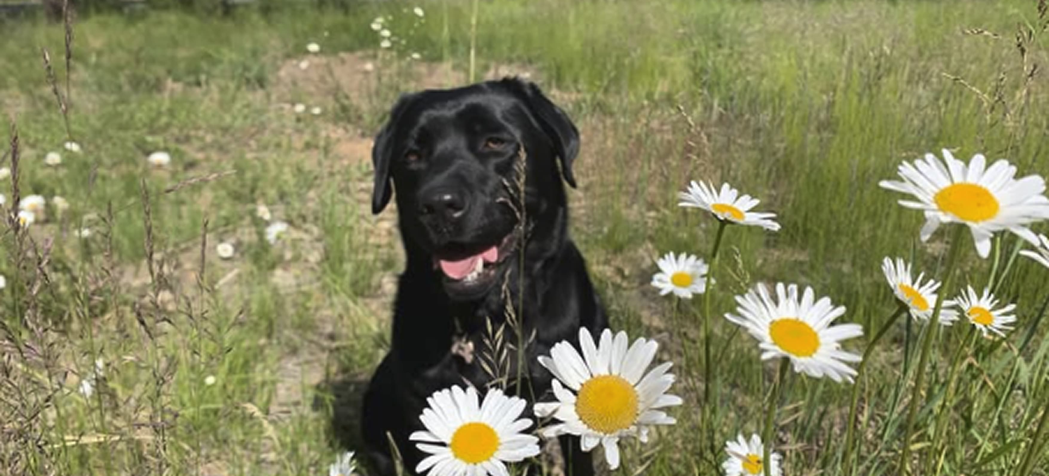 Desktop Video Banner